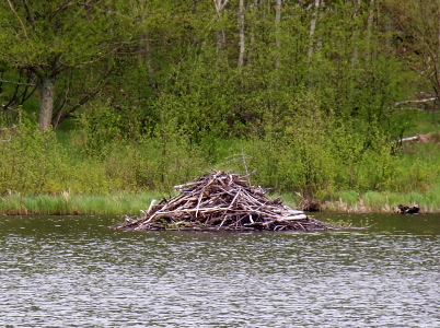 [Looking across the water to the other edge of the pond where a large stack of branches is piled int a triangular shape over on the water.]